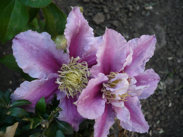P1070231