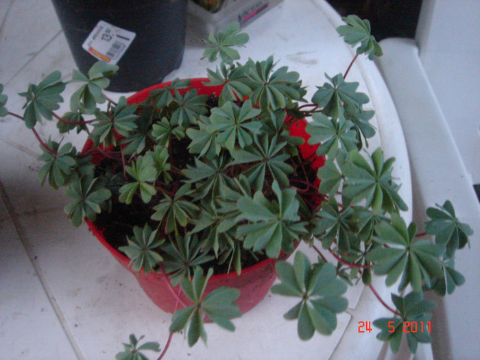 oxalis adenophylla - OXALIS 2011