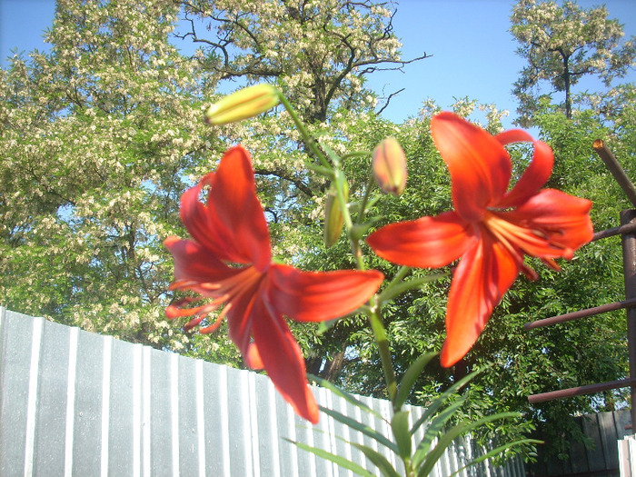 Crin RED NIGHT - Amaryllis si crini