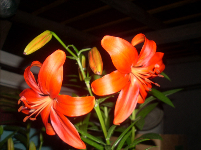 Crin RED NIGHT - Amaryllis si crini