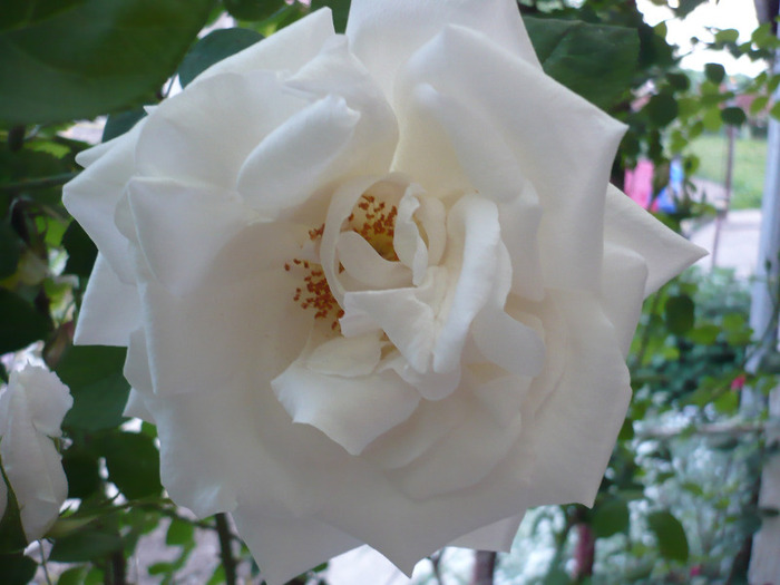swan lake - trandafiri din gradinile altora