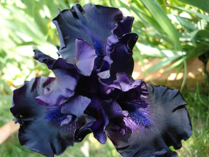 DSC06793 - infloriti 2011