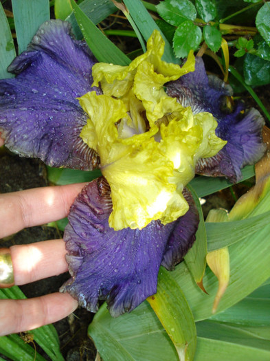 65. "Jurassic Park", remontant