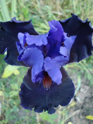 DSC07016 - Wild Wings