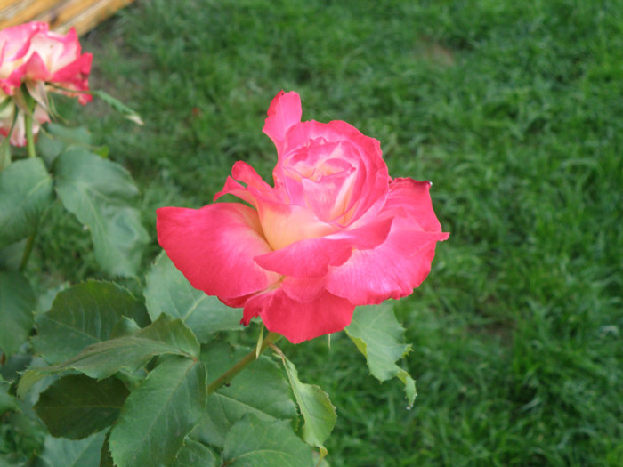 Picture 002 - trandafiri 2011