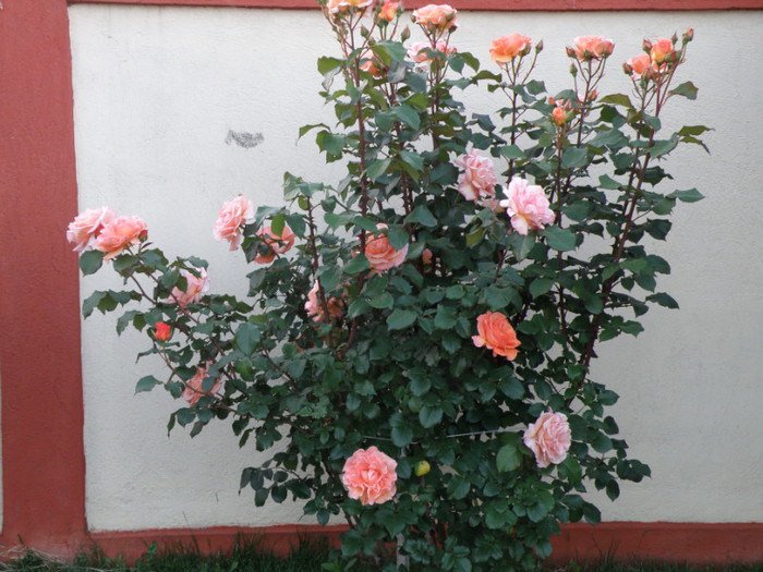 Picture 020 - trandafiri 2011