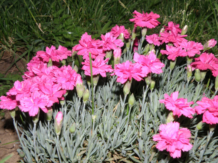 garofite 3 - flori diverse