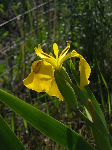 iris pseudacorus