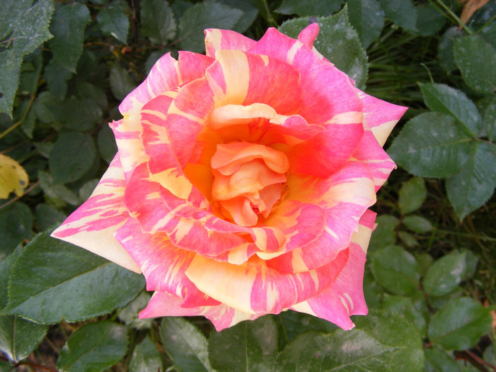 DSCF6811 - Trandafiri 2011