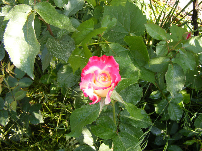 Double Delight-(ANDeli); thea hibrid parfum intens,inaltime0,9-1,5m,floare mare,30 petale centrate,frunza verde mediu
