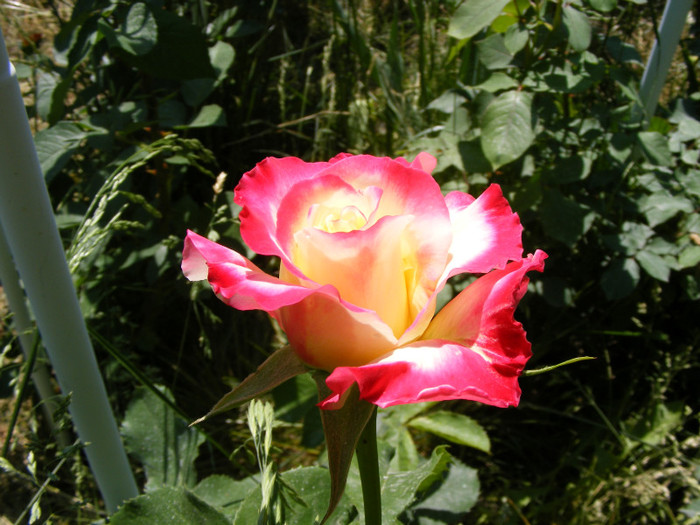 Double Delight-(ANDeli); thea hibrid parfum intens,inaltime0,9-1,5m,floare mare,30 petale centrate,frunza verde mediu
