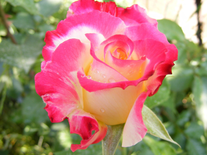 Double Delight-(ANDeli) - Trandafiri 2011