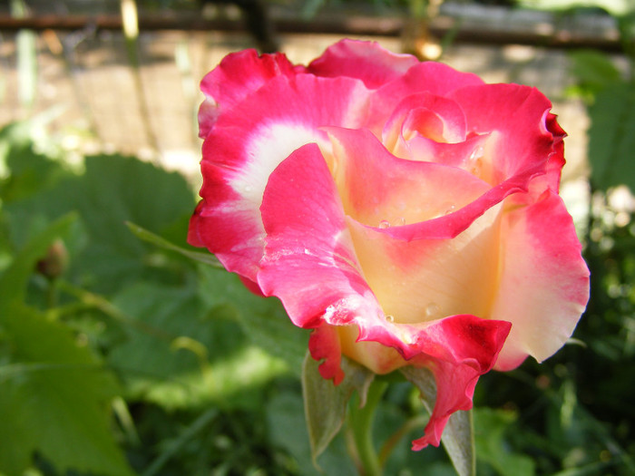 Double Delight-(ANDeli); thea hibrid parfum intens,inaltime0,9-1,5m,floare mare,30 petale centrate,frunza verde mediu
