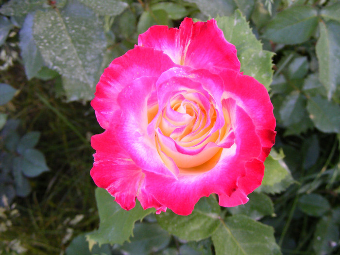 Double Delight-(ANDeli); thea hibrid parfum intens,inaltime0,9-1,5m,floare mare,30 petale centrate,frunza verde mediu
