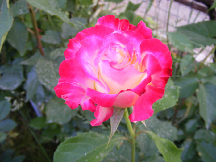 Double Delight-(ANDeli); thea hibrid parfum intens,inaltime0,9-1,5m,floare mare,30 petale centrate,frunza verde mediu
