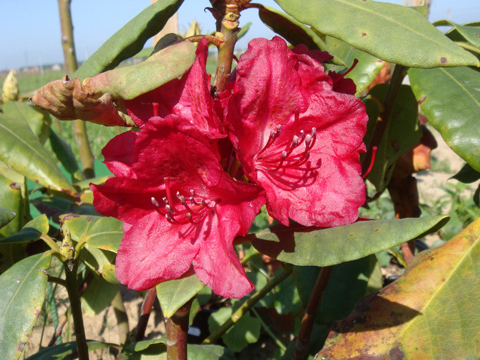 Rhododendron Negrito - Gradina de flori