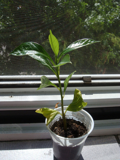 Adansonia Baobab - Experimente