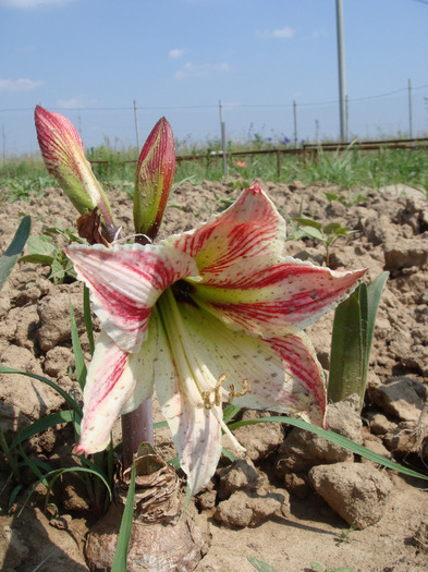 DSC02255 - Amaryllis