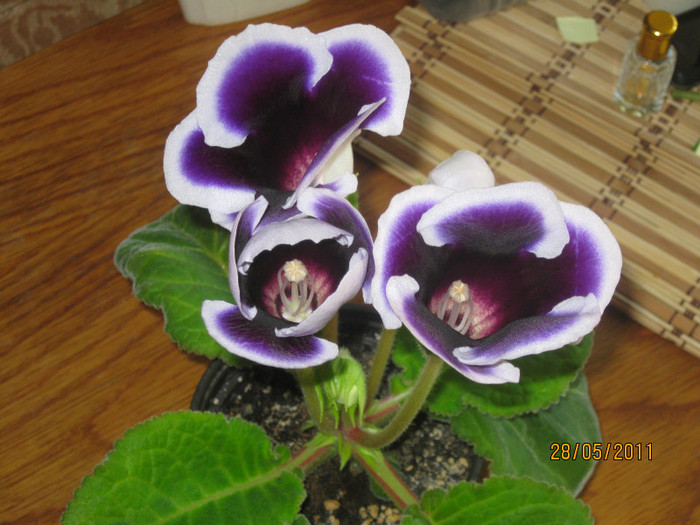 IMG_2980 - Gloxinii 2011