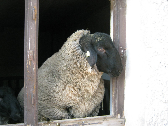 berbecul vandut la Ghimes-BC