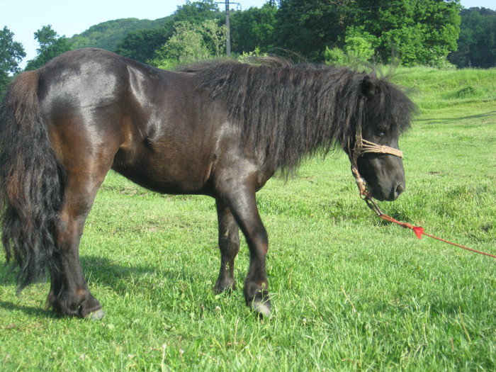 IMG_1430 - VANZARI PONEI