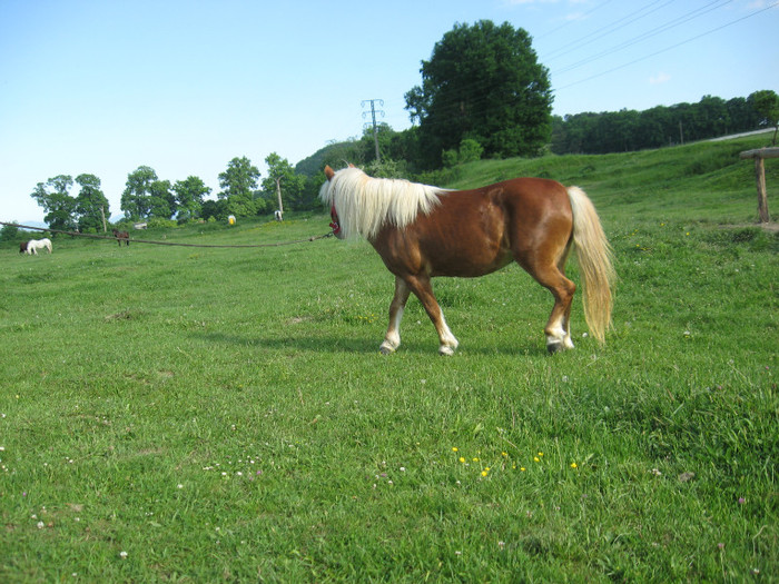 IMG_1332 - VANZARI PONEI