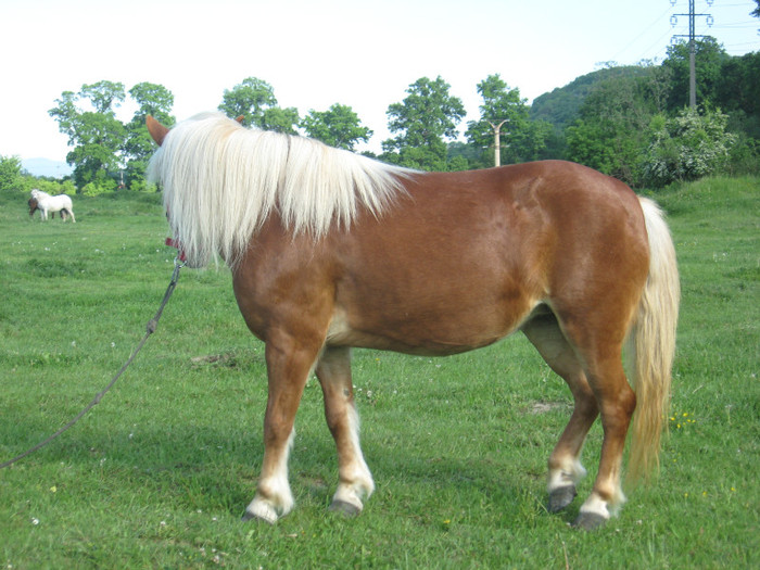 IMG_1338 - VANZARI PONEI