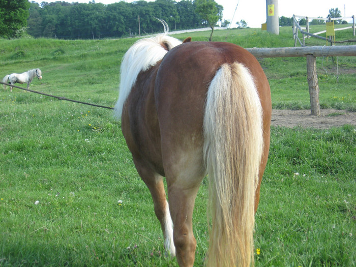 IMG_1343 - VANZARI PONEI