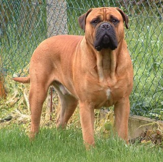 Bullmastiff1 - bullmassiv