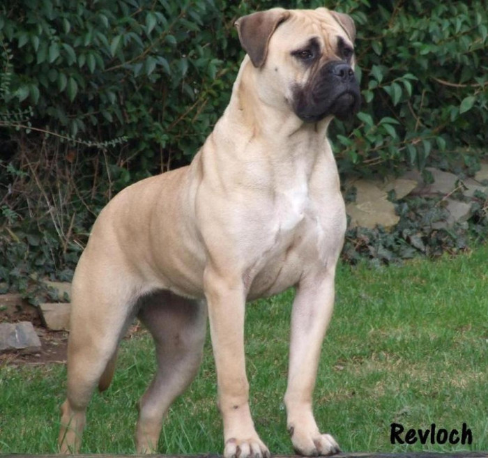 bullmastiff-081 - bullmassiv