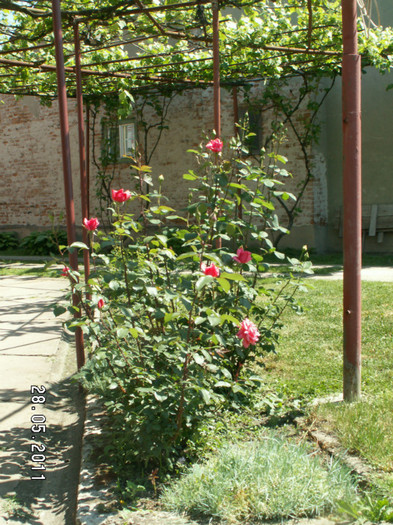 PICT1202 - trandafiri 2011