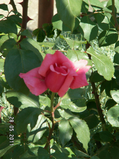 PICT1203 - trandafiri 2011
