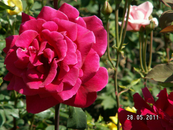 PICT1209 - trandafiri 2011