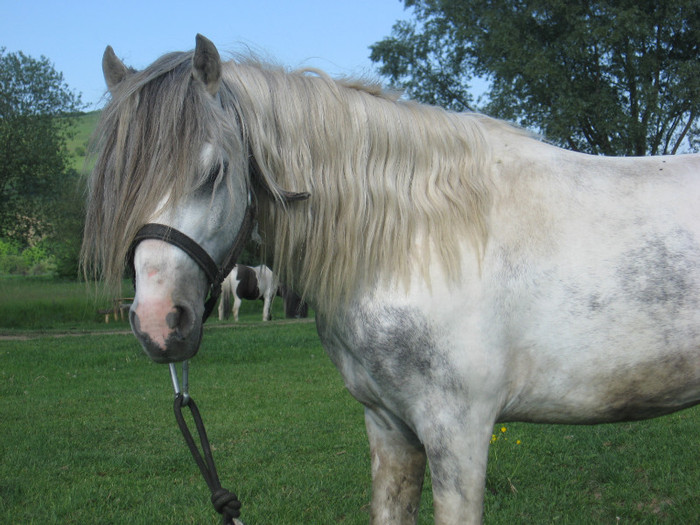 IMG_1460 - VANZARI PONEI