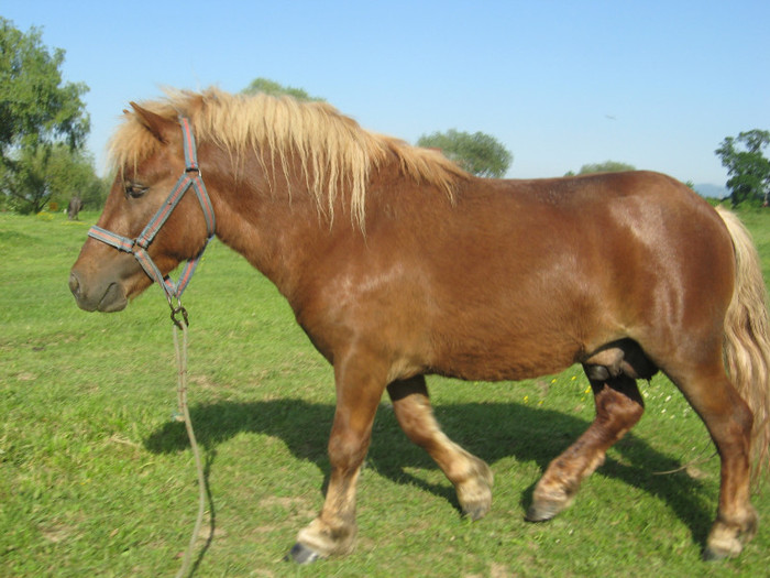 IMG_1497 - VANZARI PONEI