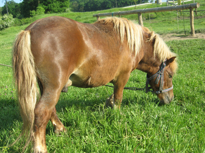 IMG_1498 - VANZARI PONEI