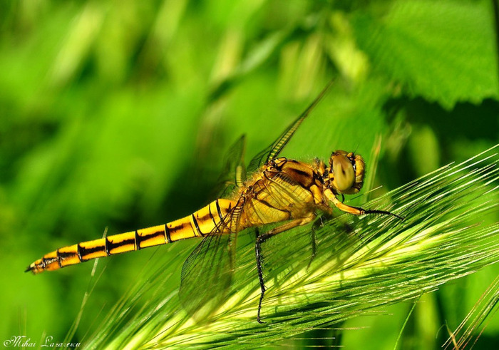 La soare - Animalutele mele