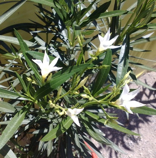alb cu floare simpla