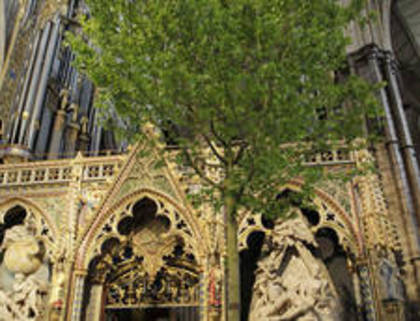 Nunta-regala--Westminster-Abbey--transformata-in-padure-de-artar--Galerie-foto- - Poze nunta regala 2011 dintre Printul William si Kate Middleton