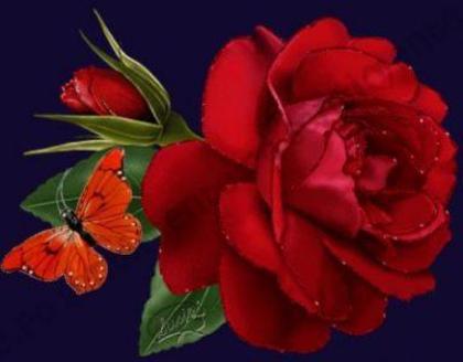 Imi plac la nebunie Trandafiri Rosi