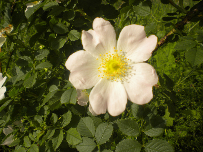 Floarea macesului
