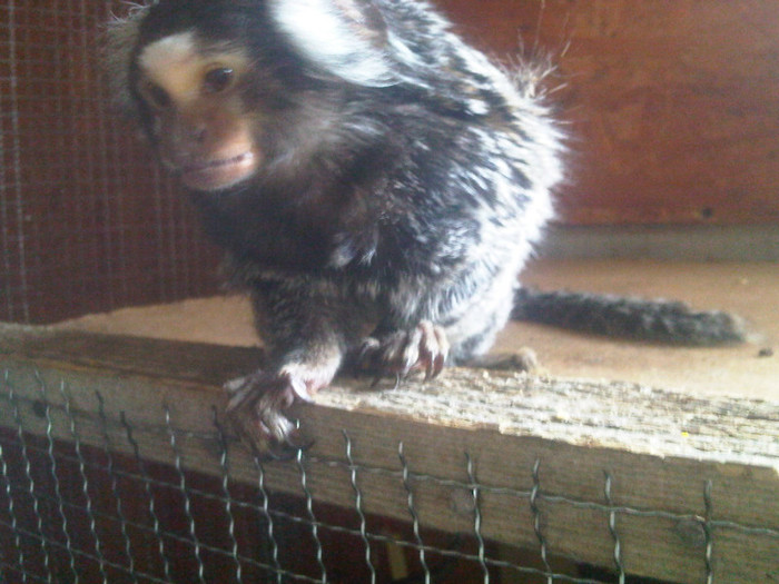 IMG00230-20110426-1442 - maimuta marmoset