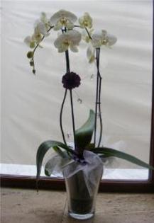 00002260_medium - Phalaenopsis