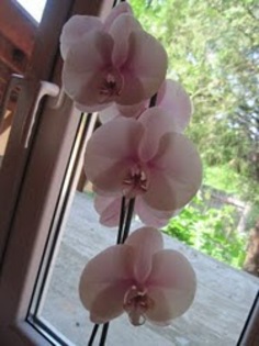 phalaenopsis1 - Phalaenopsis