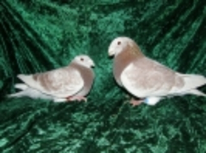 28 - Germani de Frumusete