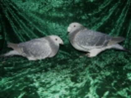 32 - Germani de Frumusete