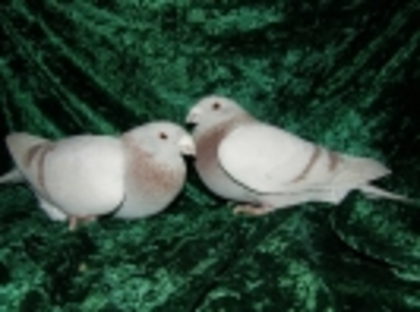 35 - Germani de Frumusete