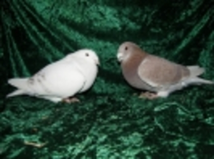 36 - Germani de Frumusete