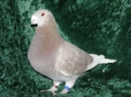 39 - Germani de Frumusete