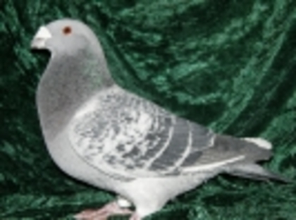 41 - Germani de Frumusete